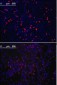 KLF4 Antibody